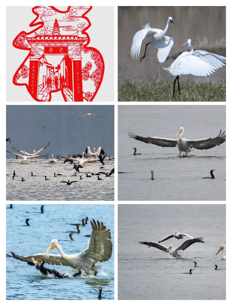 『大嘴鸟』来啦！观鸟去！🌊🌊⛵⛵