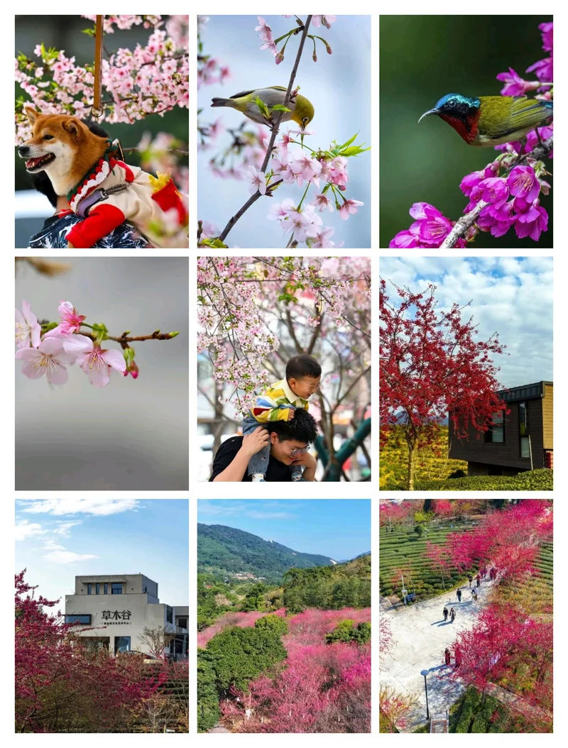 春天的礼物⛩️🌈🌳🌹🌷🏵️