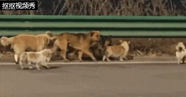 感动全网的“汪汪队”!同村7只狗被偷 结伴逃亡17公里回家