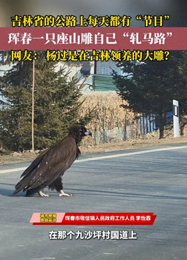 珲春一国道现“巨鸟”过马路 当地:开春出来觅食
