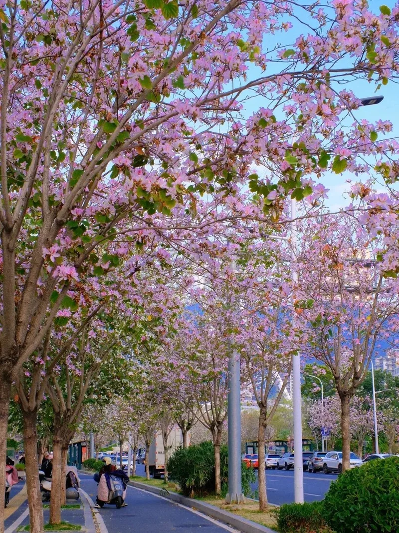 美翻了   福州羊蹄甲花上线⛩️🌈🌳🏵️🌸💮