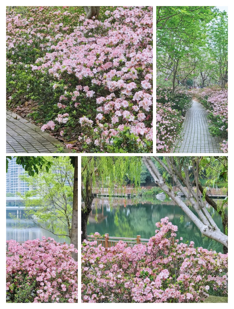 福州琴亭湖公园⛩️🌈🌳🏵️🌸🌿