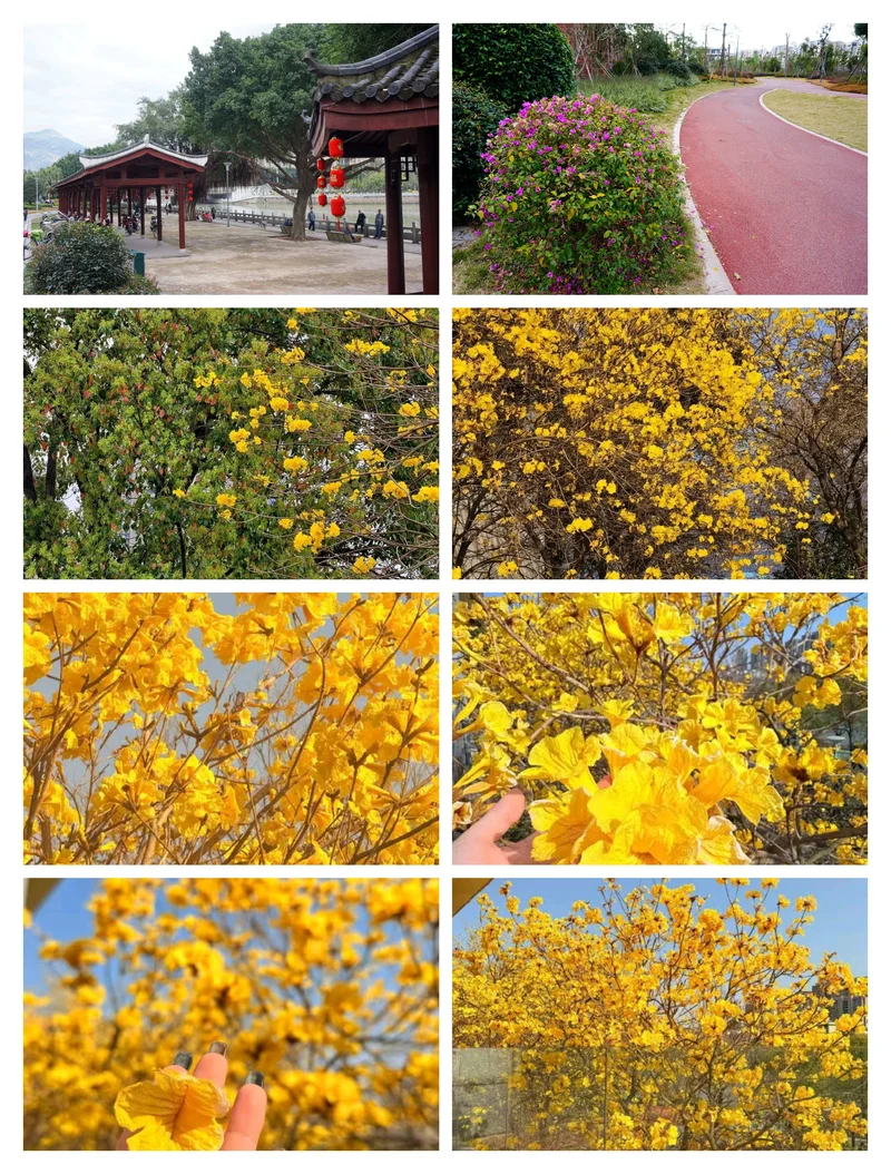 光明港公园   风动金铃春滿城 ⛩️🌈🏵️🌸💮🌿