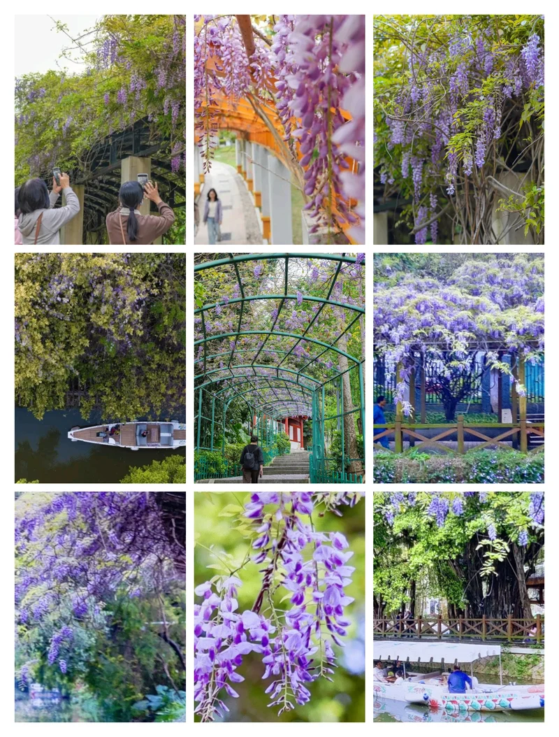 梦幻白马河  演绎『河上春意图』⛩️💦🌈🌳🏵️🌿