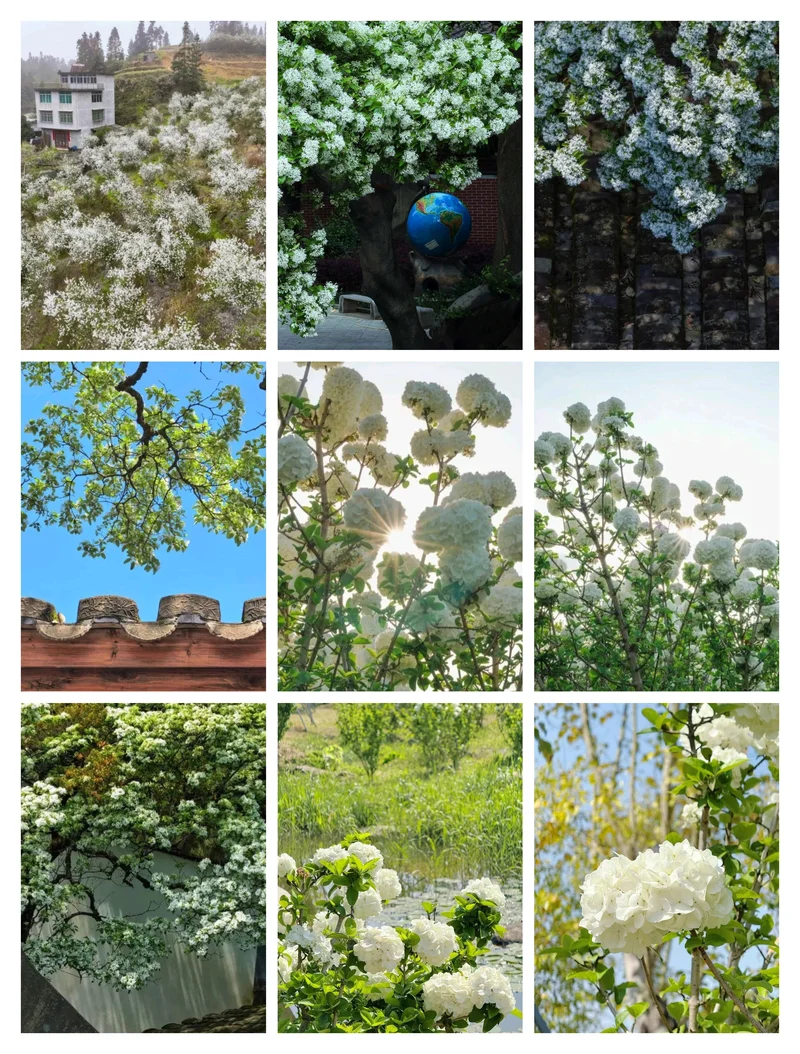 榕城飘香『四月雪』⛩️🌈🌳🏵️🌸🌿