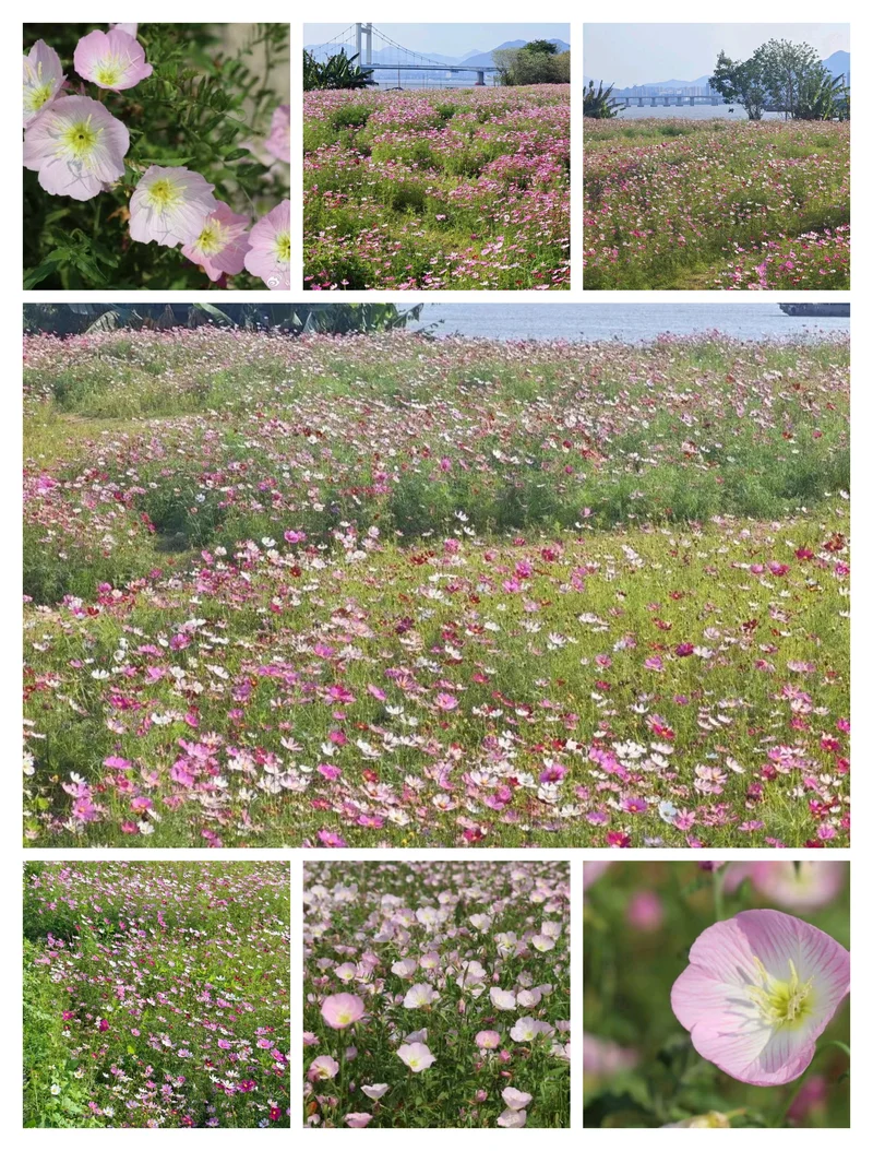 不用去西藏也能看格桑花⛩️🌈💦🏵️🌳🌿