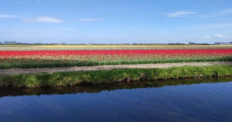 【活动】郁金香花海和杜鹃山