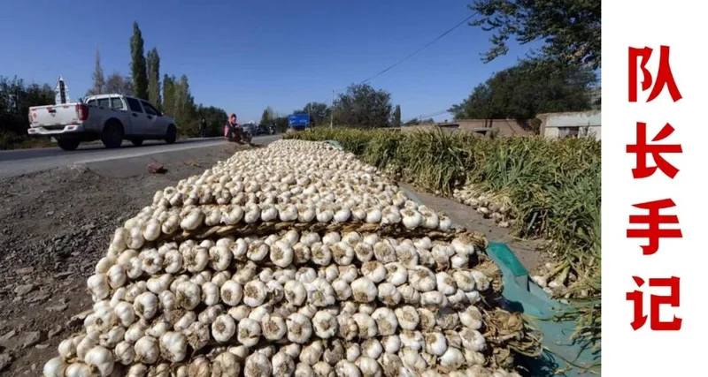 陆媒:一颗中国大蒜 凭什么成了美国的“安全威胁”?