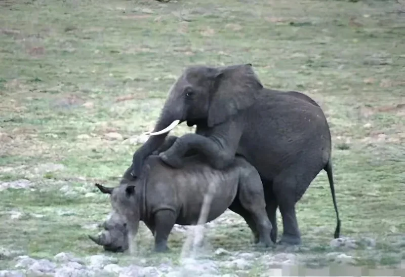 6头老象一来 南非60头犀牛之死终于消停了