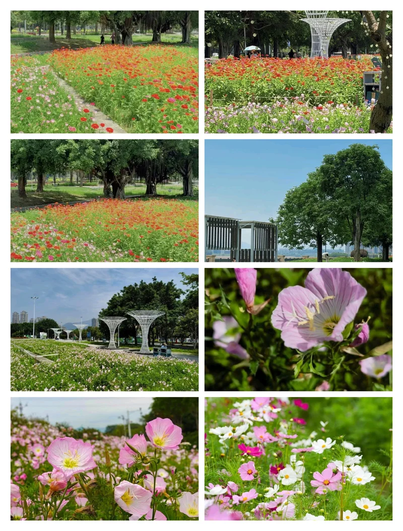 福州东江滨公园~~月见草花海美到心醉⛩️🌈🌳🏵️💮🌿