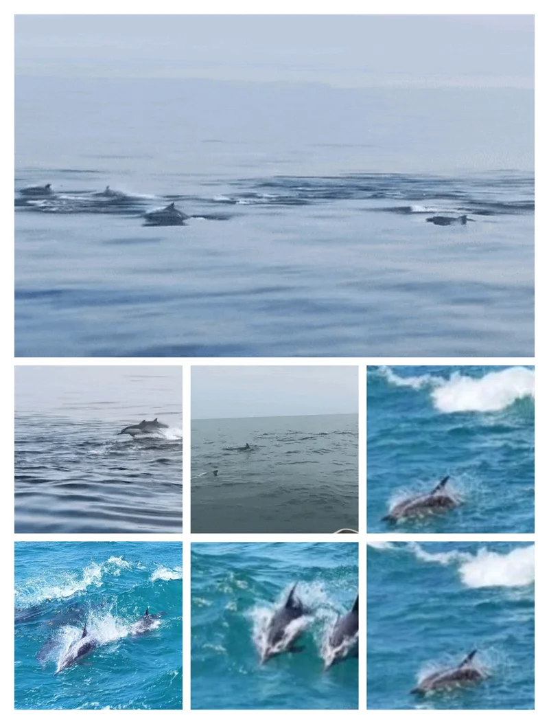 惊喜！福州海面出现海豚群🌈⛵💦🐬