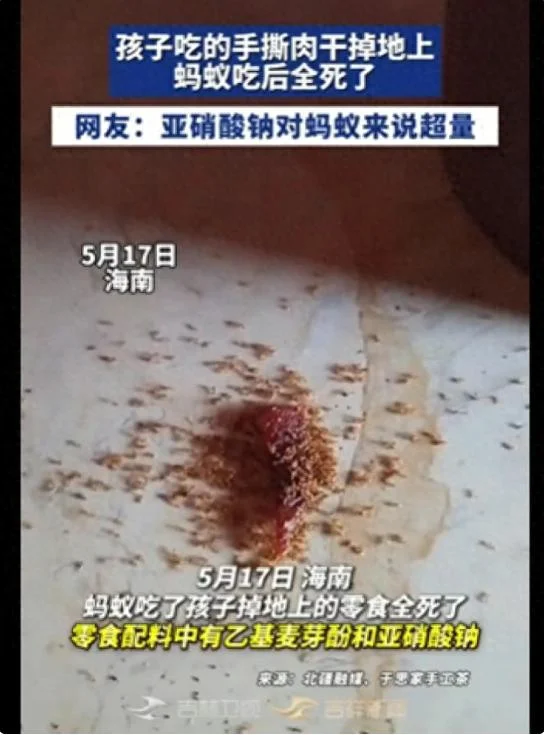 小孩吃的手撕肉干碎渣掉地上 蚂蚁吃完 马上集体死亡