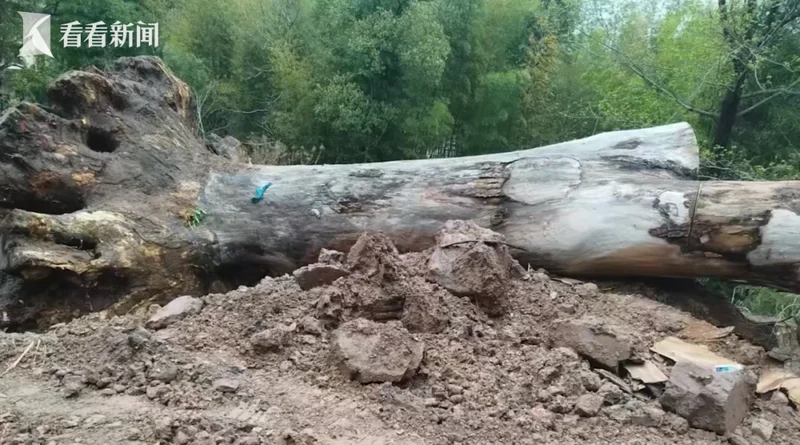太痛心了!浙江两棵超500岁古树遭违规移栽死亡