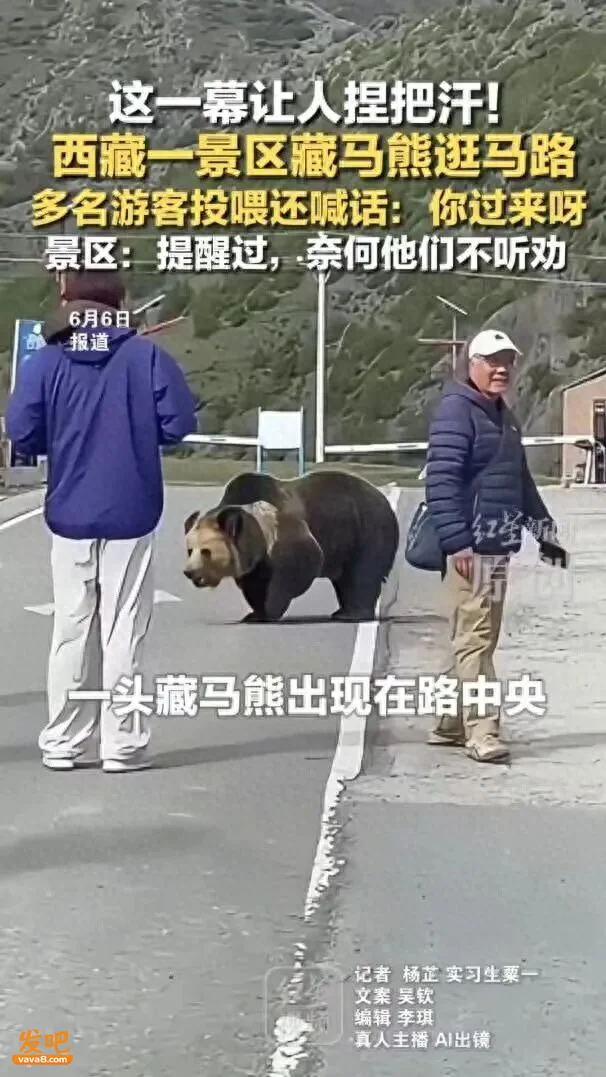 西藏多名游客近距离拍照投喂藏马熊 还喊话:你过来呀