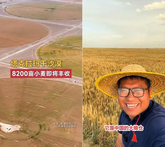 千真万确!新疆塔克拉玛干沙漠8200亩小麦要丰收了!