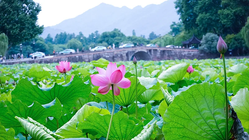 【夏天】西江月.西湖荷花
