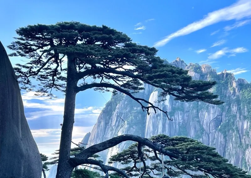 《临江仙.黄山松》