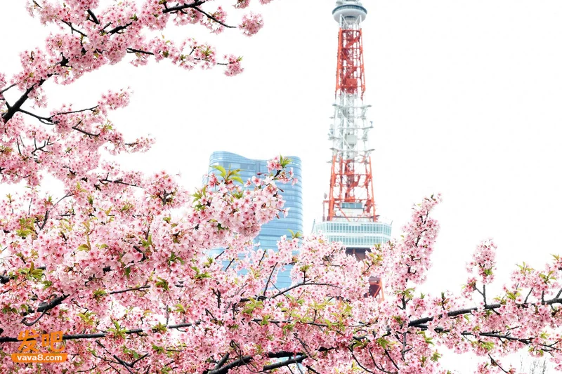 日本签证7月1日起涨价5倍 以应对“过度旅游”