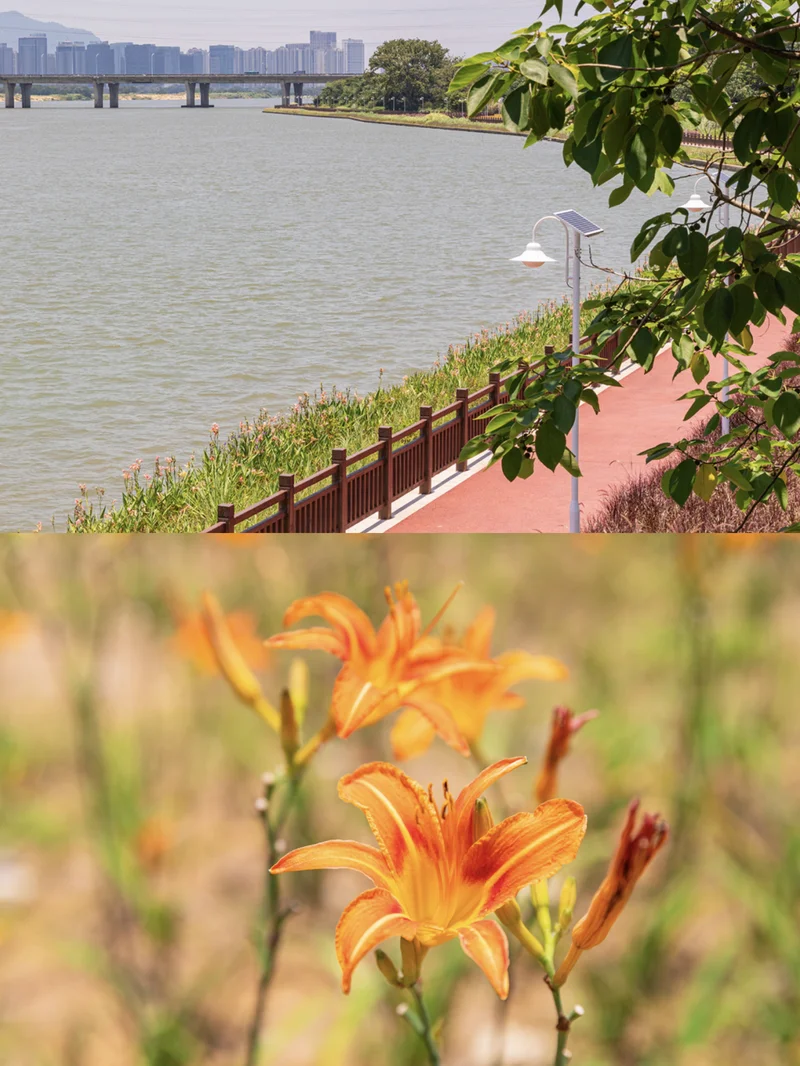 初夏的江滨步道⛩️🌈💦⛵🌳🏵️