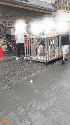 湖南岳阳多人将两年轻女子和狗“浸猪笼”游街 警方回应
