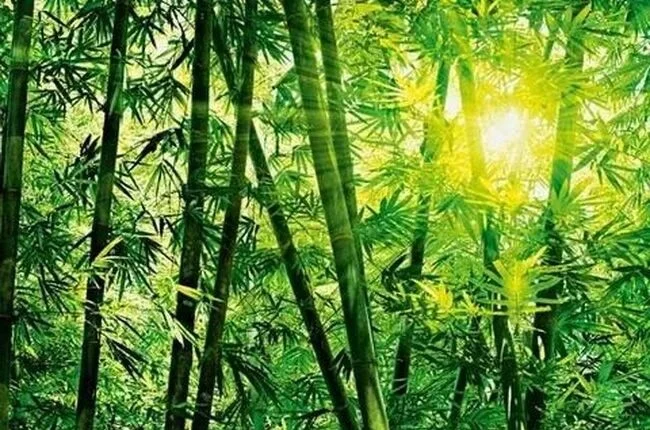 【且听风吟】青青竹林