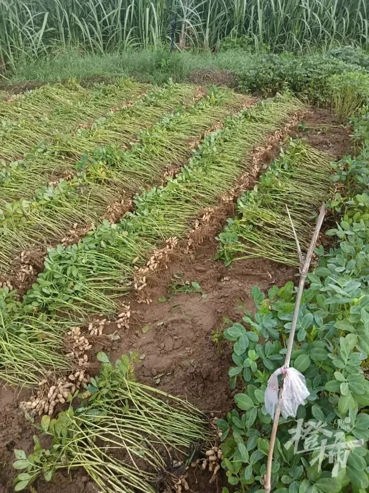 17岁少年清晨5点起床拔花生却拔错地 网友疯狂点赞