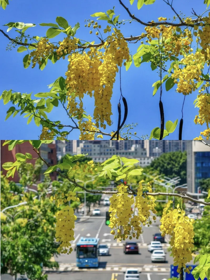 盛夏『黄金雨』⛩️🌈🌳🌼