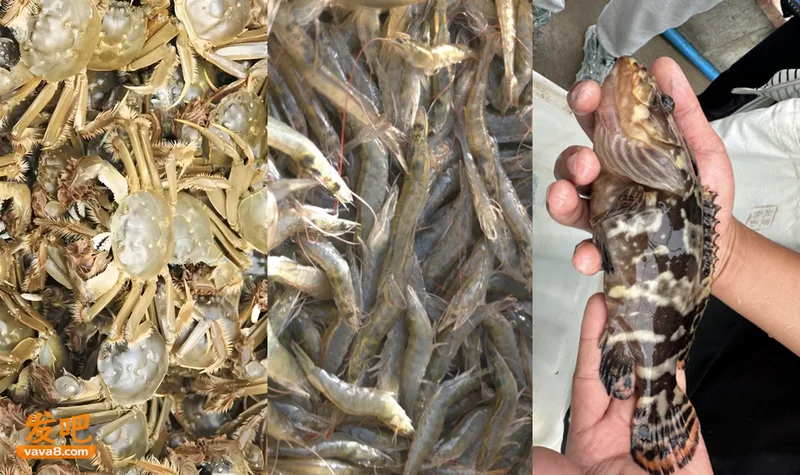 塔克拉玛干沙漠，长出海鲜了！