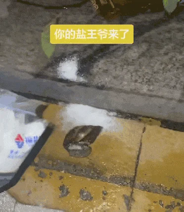 揣着盐,戴手套 女子出门搜寻一种动物 见到就撒盐!