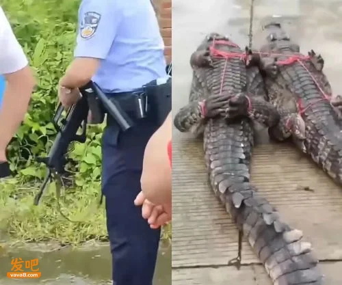 网传广西洪水大批鳄鱼出逃 民警用95开枪击毙?