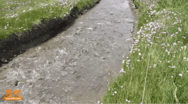 一眼望去全是鱼!青海湖再现万鱼洄游盛景