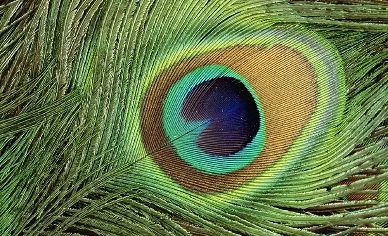 科学家发现孔雀羽毛竟然是天然激光发射器