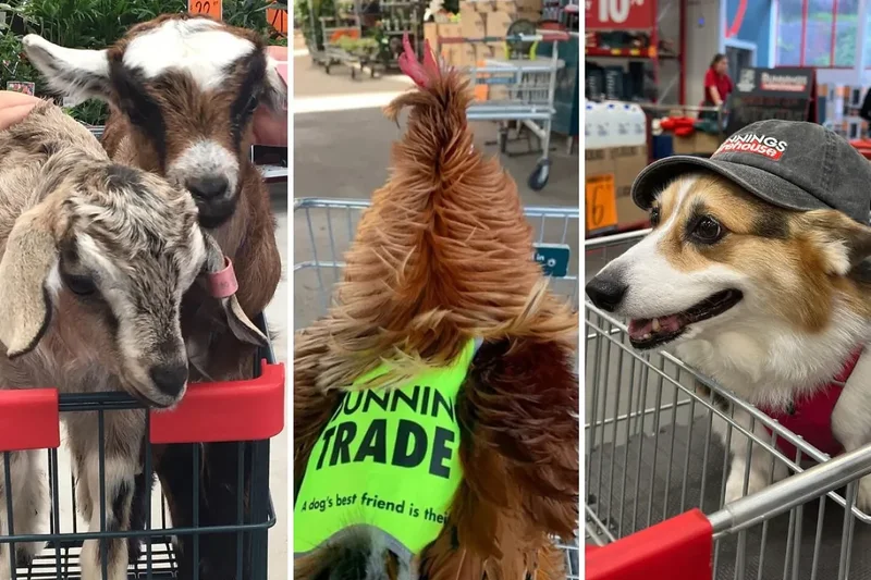Bunnings宠物政策引发争议：公鸡 绵羊甚至羊驼都能进店