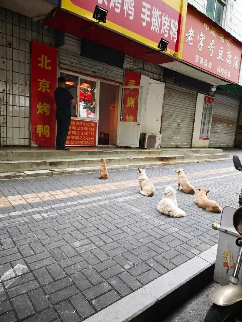 河南一烤鸭店每天第一波客人竟是汪汪队 自觉排队陪伴到深夜