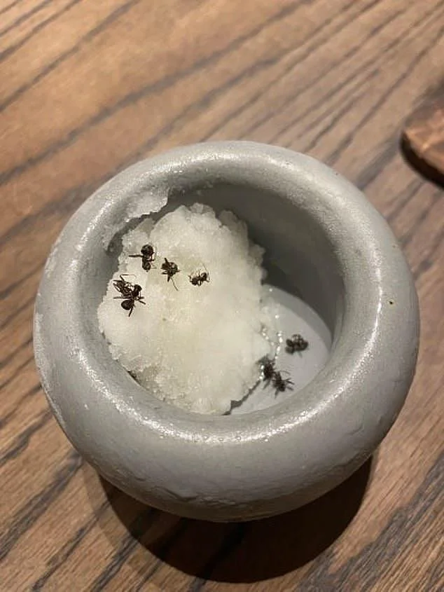 米其林餐厅用4.9万只蚂蚁做菜 大厨恐面临1年监禁