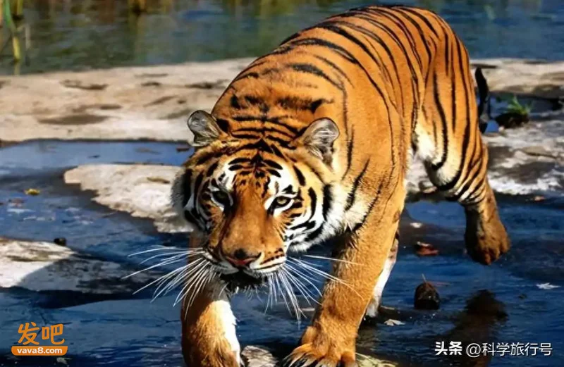 老虎灭绝的后果有多严重?新疆惨痛的教训让人至今难忘