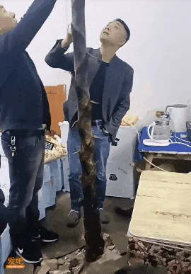 南方的竹笋 怎么还学会拆家了?