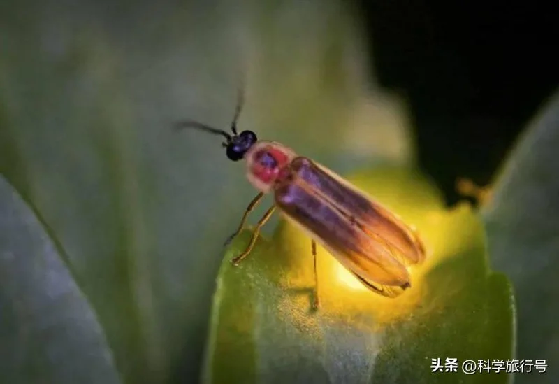 难以置信!科学家发现:所有生命都在发光 死亡后光芒消失