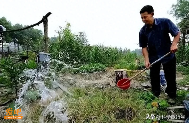 中国祖辈都在用的“粪水浇菜” 欧洲科学家却才发现 为什么?