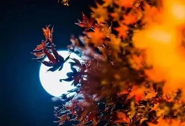 【采桑子】南天夜