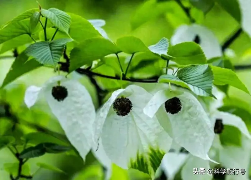 曾全世界仅一株!中国鸽子树珙桐 种子送上太空只为拯救它