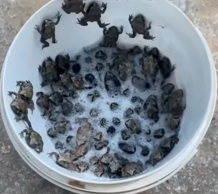 数万蟾蜍宝宝过马路!沈阳市民志愿者接力守护生命通道