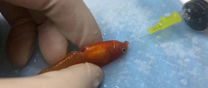 如何给一条小鱼做肿瘤切除手术?