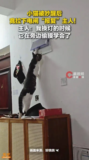 小猫被吵醒后拉下电闸报复主人视频热传 主人回应