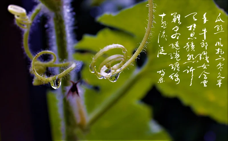 七月初七题园中小景三首 - Vava8 发吧