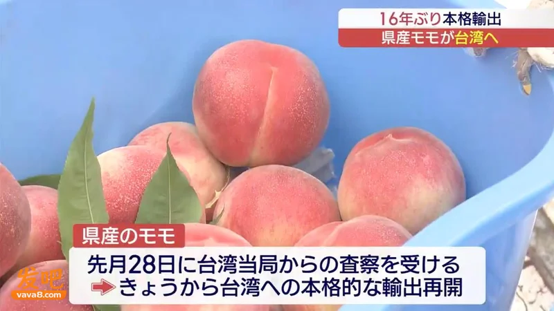 日本笑了:4.5吨福岛桃卖进台湾 为什么甘愿当冤大头?