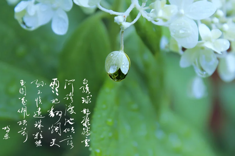 七月初七题园中小景三首 - Vava8 发吧