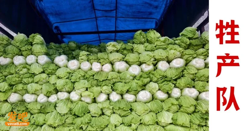 一毒14年 甲醛白菜为什么屡禁不止?