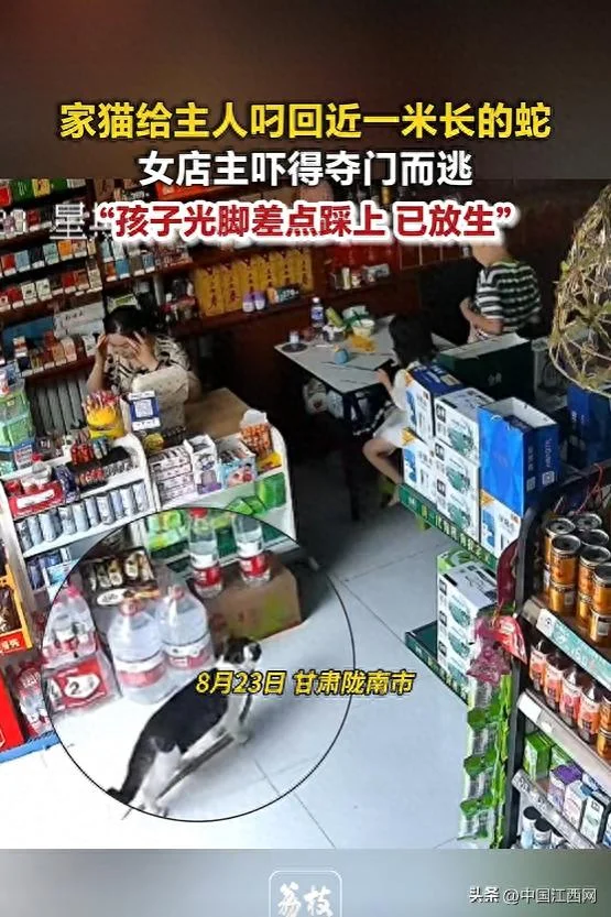 8个月大家猫叼回近1米长大蛇 女主人吓得夺门而逃