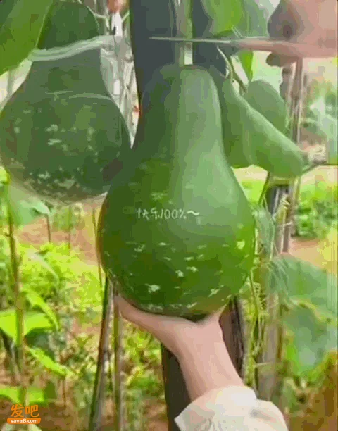 “甲醛白菜”背后:亲手种菜的城里人 越来越多